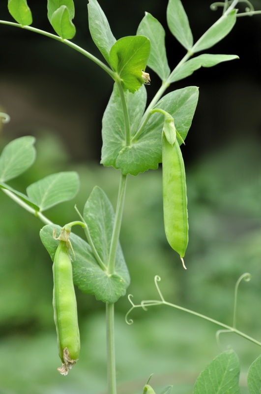 豌豆荚官方下载_豌豆荚官方下载ios版